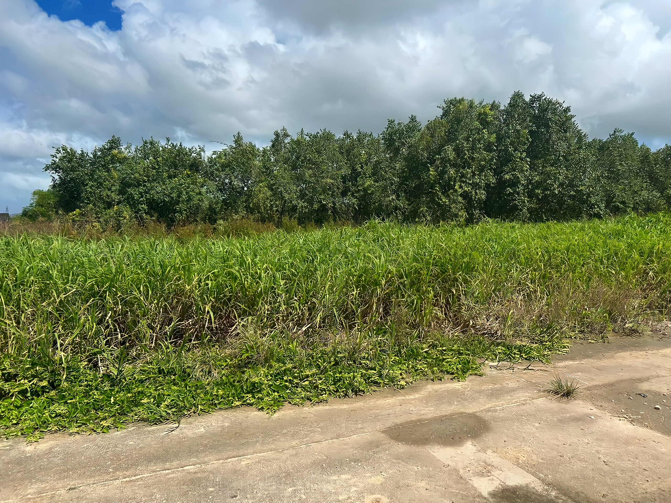 Land For Sale, Munroe Road, Charlieville 4