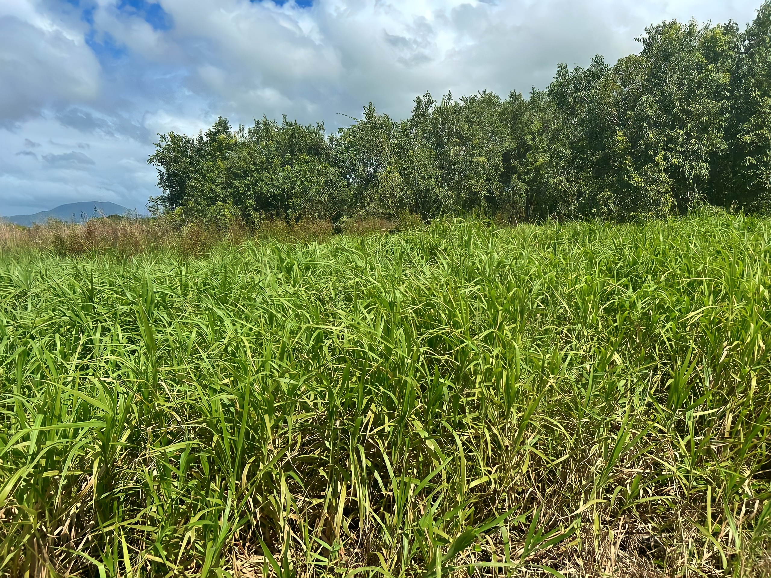 Land For Sale, Munroe Road, Charlieville 5