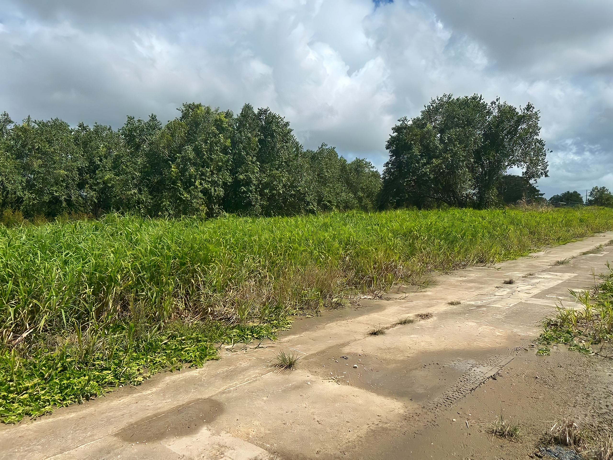 Land For Sale, Munroe Road, Charlieville 7