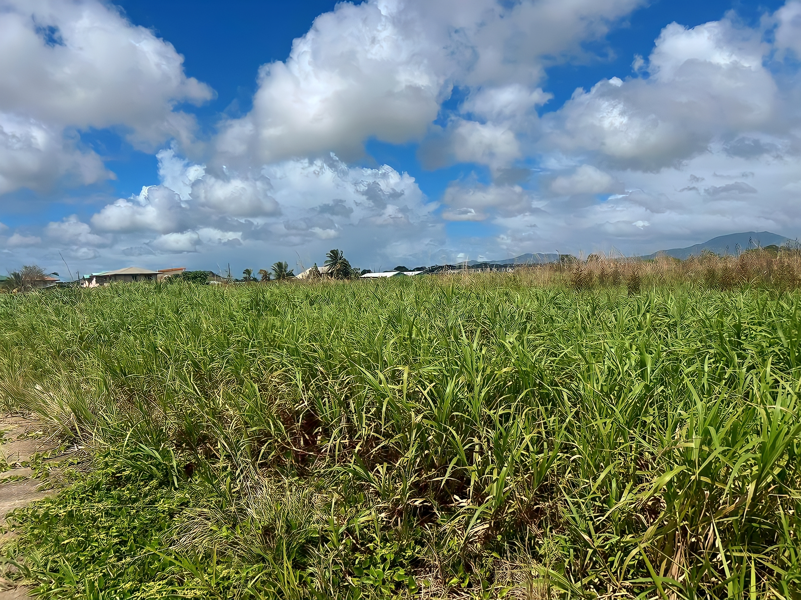 Land For Sale, Munroe Road, Charlieville 8